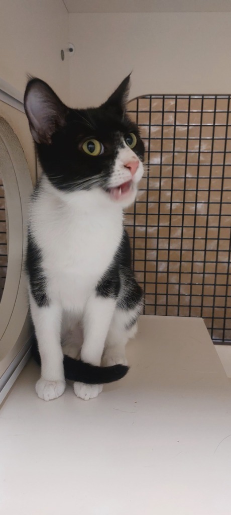 Sammie (Bonded with Dottie)
