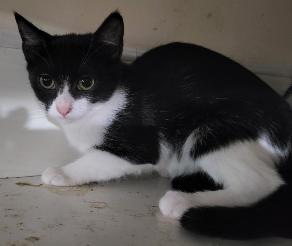 Sammie (Bonded with Dottie)