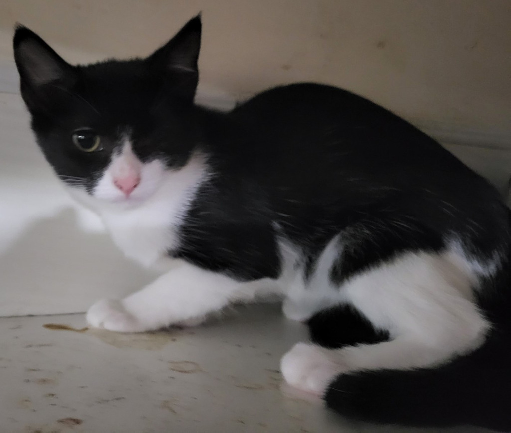 Sammie (Bonded with Dottie)