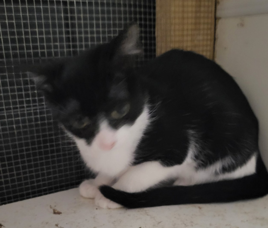 Sammie (Bonded with Dottie)