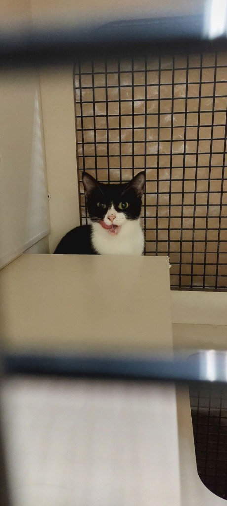 Sammie (Bonded with Dottie)