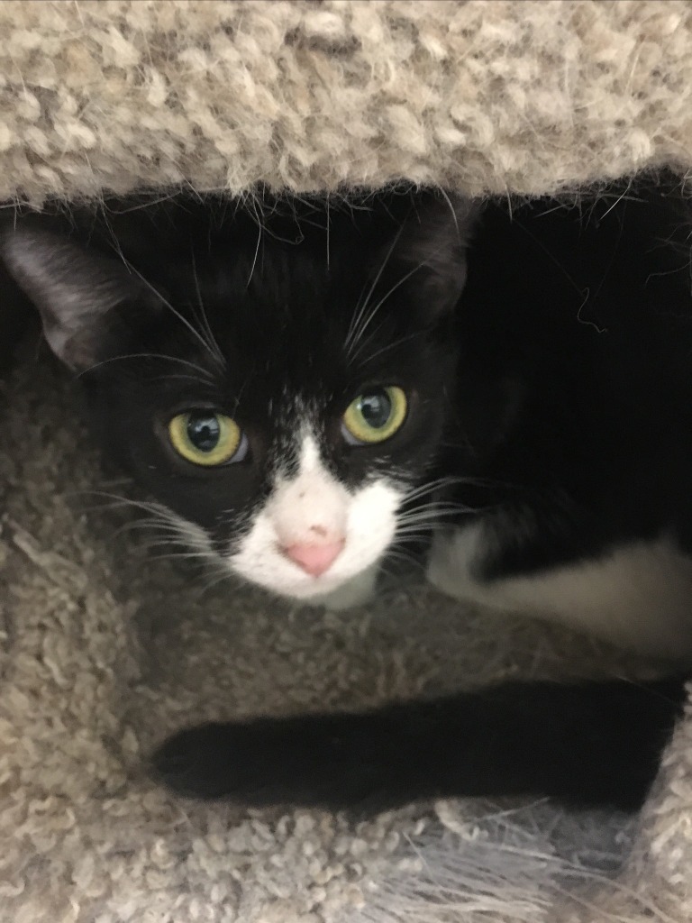 Sammie (Bonded with Dottie)