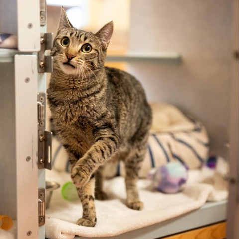 Flea, an adoptable Domestic Short Hair in Glenwood Springs, CO, 81601 | Photo Image 1