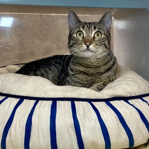 Flea, an adoptable Domestic Short Hair in Glenwood Springs, CO, 81601 | Photo Image 2