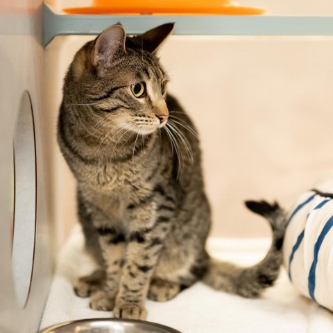 Flea, an adoptable Domestic Short Hair in Glenwood Springs, CO, 81601 | Photo Image 3