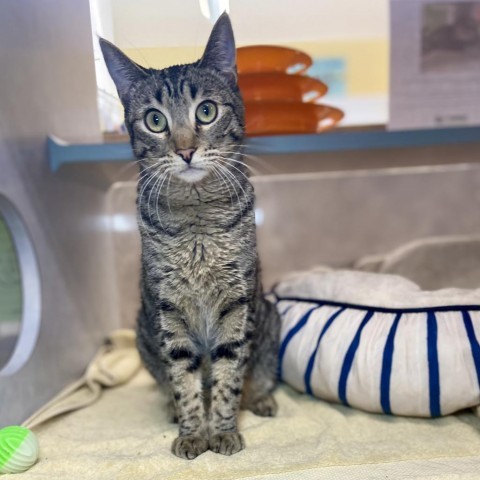 Flea, an adoptable Domestic Short Hair in Glenwood Springs, CO, 81601 | Photo Image 4