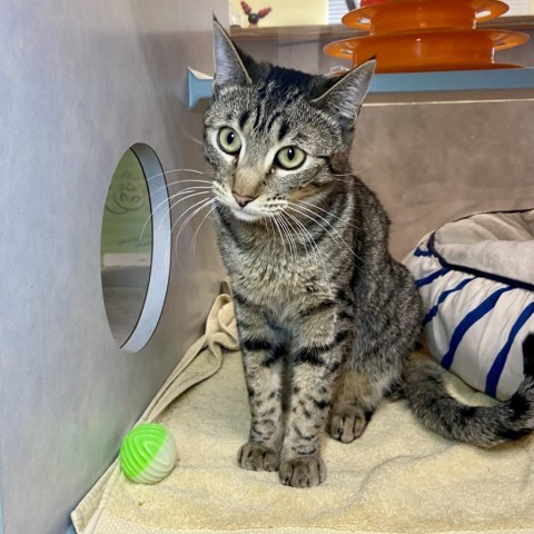 Flea, an adoptable Domestic Short Hair in Glenwood Springs, CO, 81601 | Photo Image 6