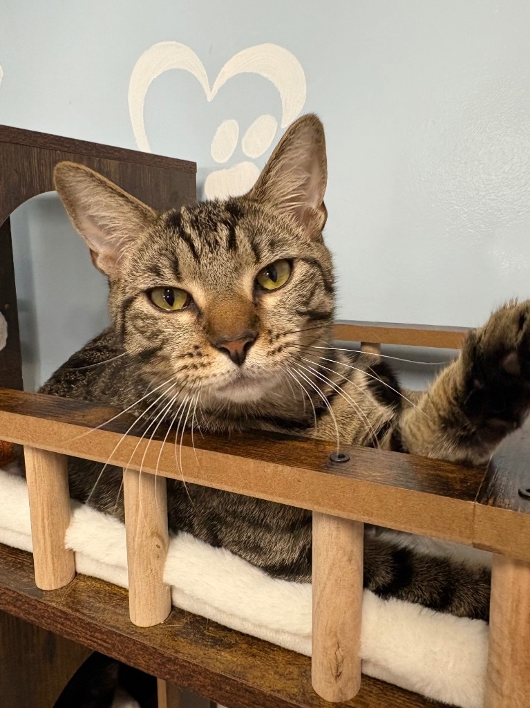 Basil
