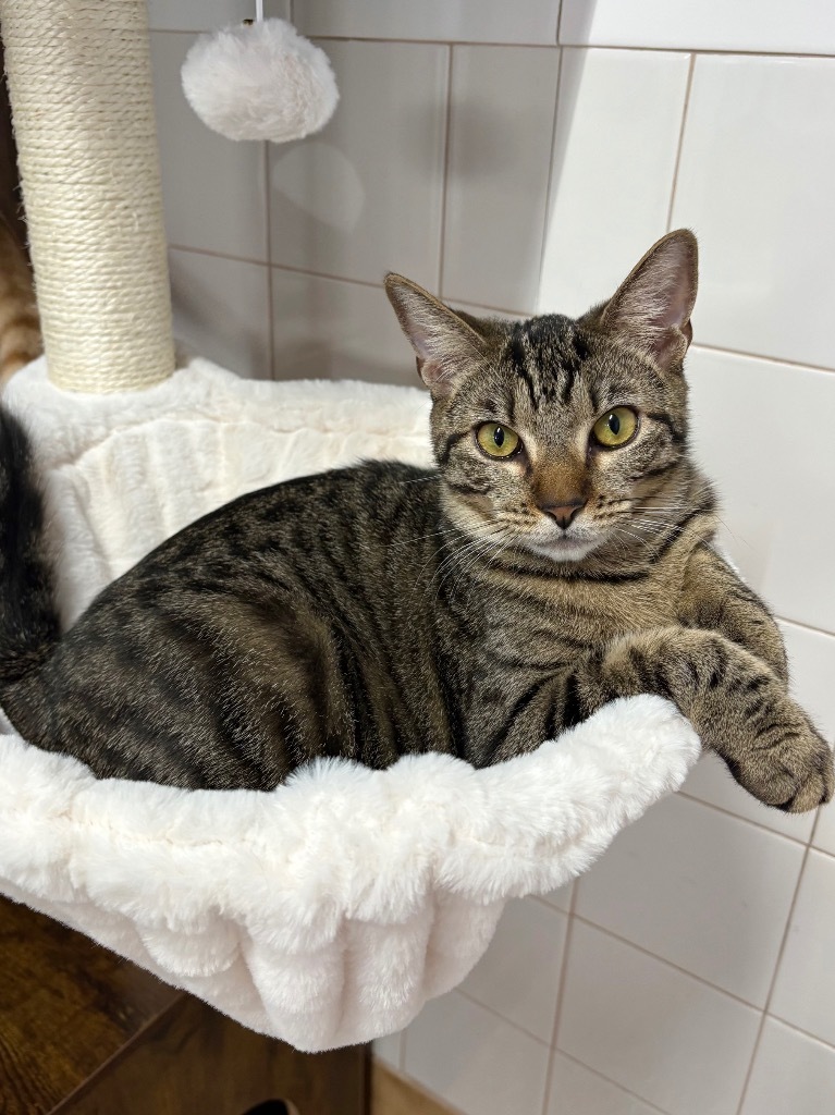 Basil