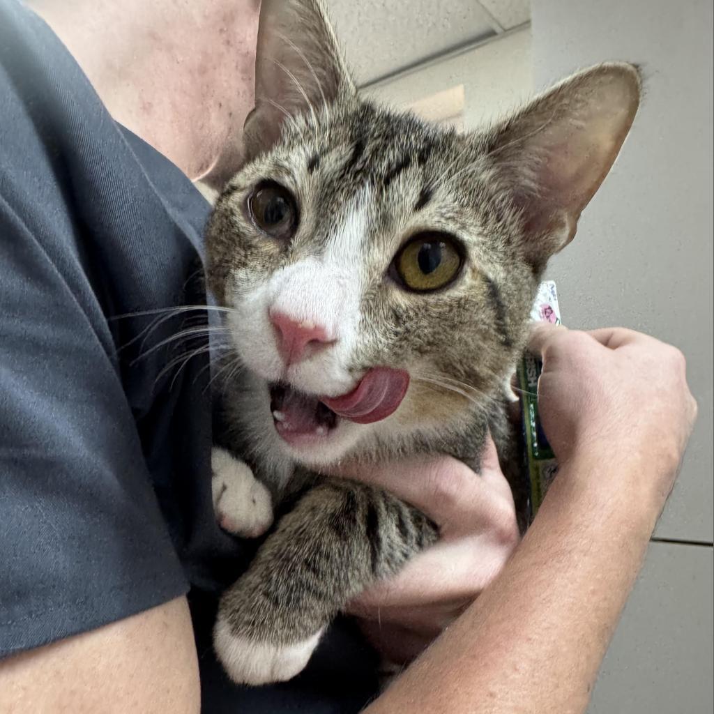 Koala, an adoptable Domestic Short Hair in Incline Village, NV, 89451 | Photo Image 1