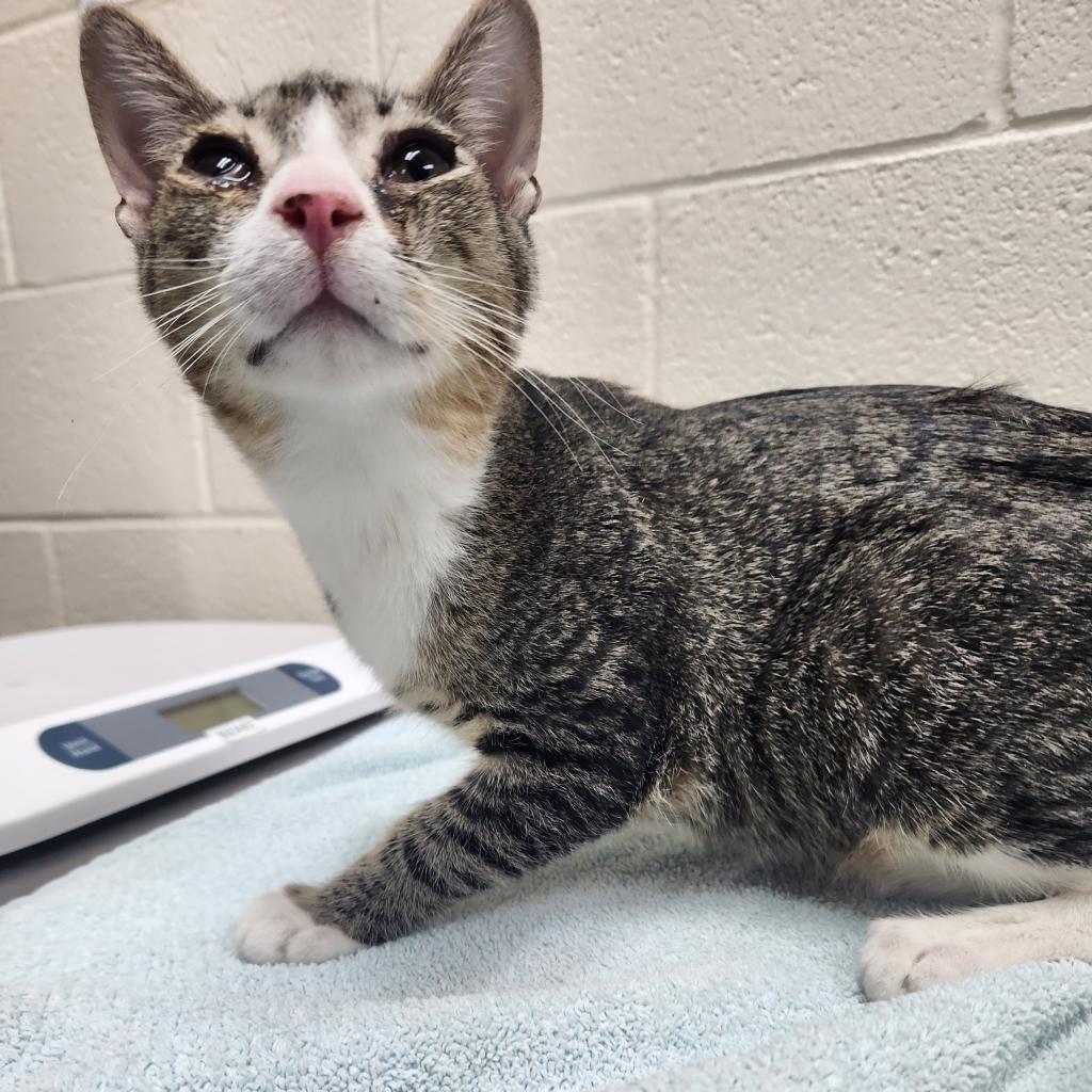 Koala, an adoptable Domestic Short Hair in Incline Village, NV, 89451 | Photo Image 2