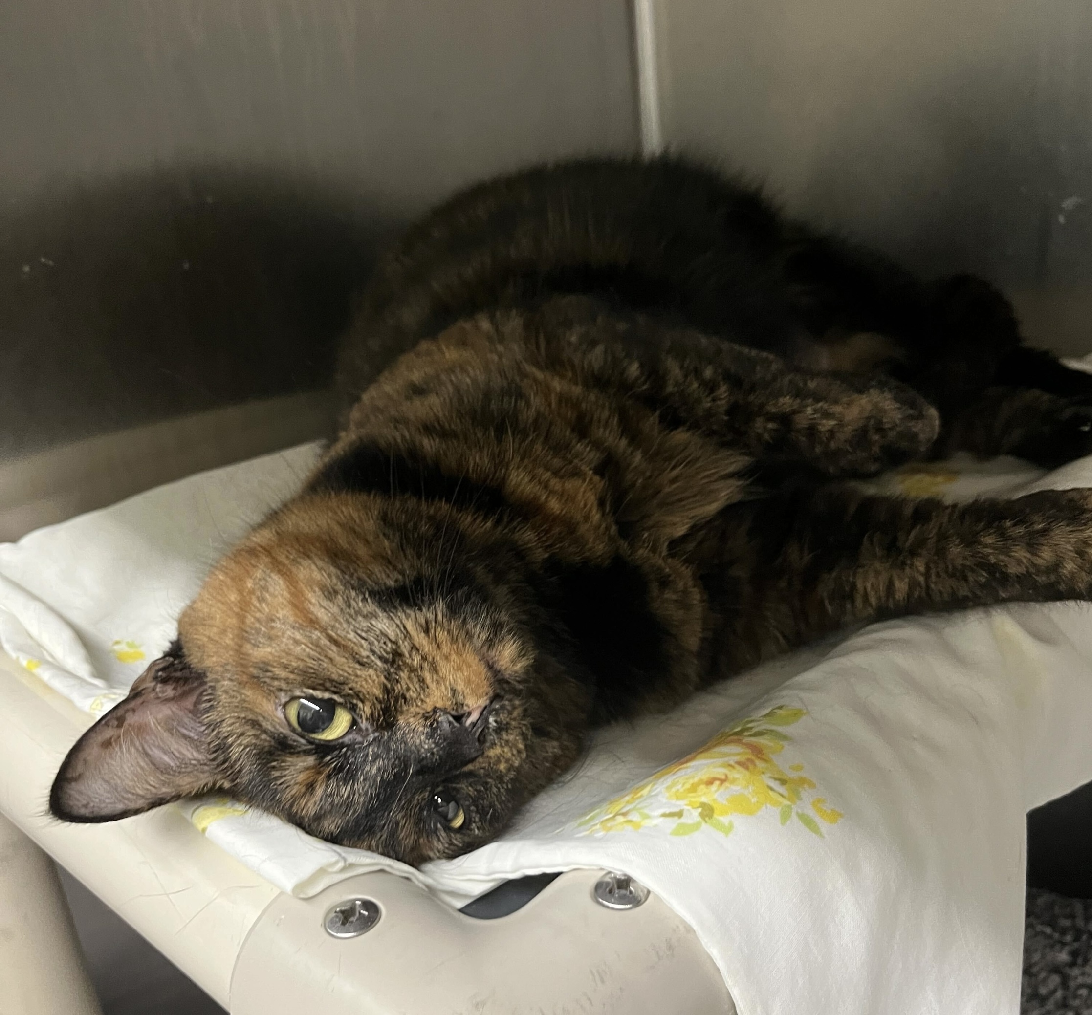 Cat for adoption Strawberry Cow, a Domestic Medium Hair & Domestic