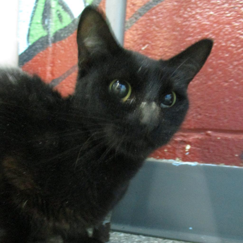 Gabby, an adoptable Domestic Medium Hair in Coos Bay, OR, 97420 | Photo Image 1