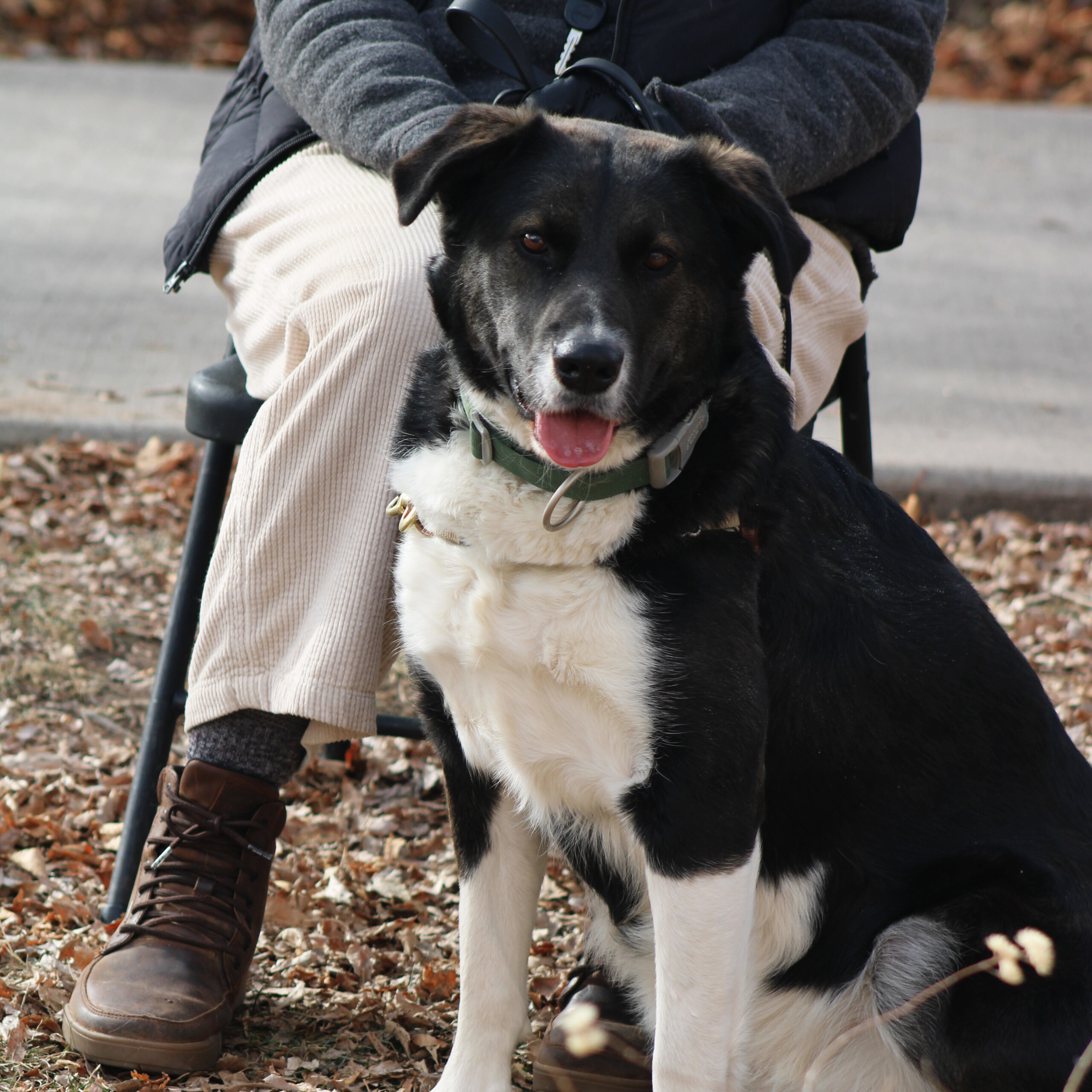 Addie, an adoptable Bernese Mountain Dog in Grand Junction, CO, 81503 | Photo Image 1