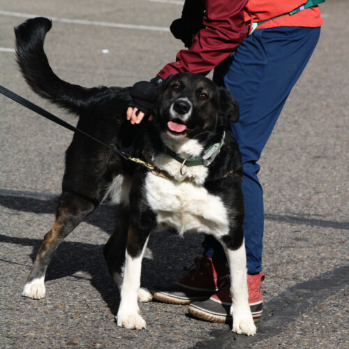 Addie, an adoptable Bernese Mountain Dog in Grand Junction, CO, 81503 | Photo Image 2