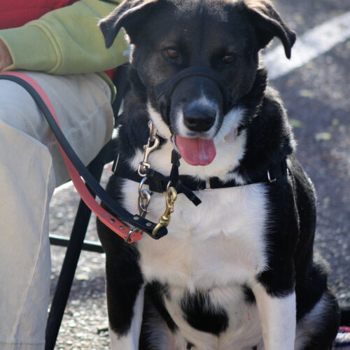 Addie, an adoptable Bernese Mountain Dog in Grand Junction, CO, 81503 | Photo Image 3