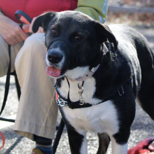 Addie, an adoptable Bernese Mountain Dog in Grand Junction, CO, 81503 | Photo Image 4