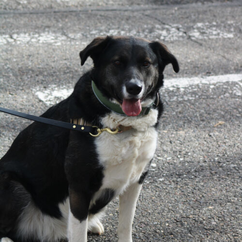 Addie, an adoptable Bernese Mountain Dog in Grand Junction, CO, 81503 | Photo Image 5