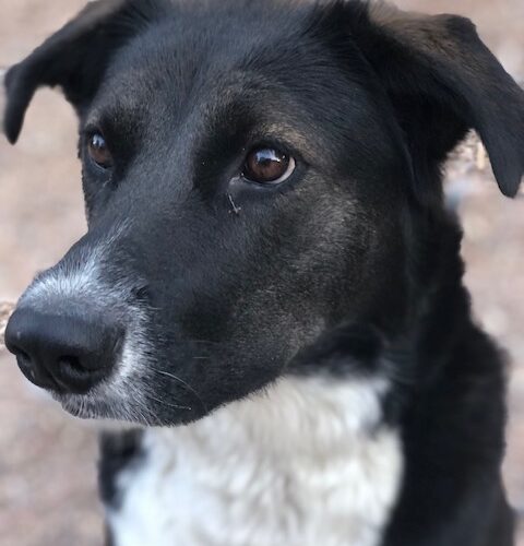 Addie, an adoptable Bernese Mountain Dog in Grand Junction, CO, 81503 | Photo Image 6