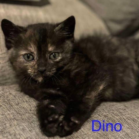 Dino