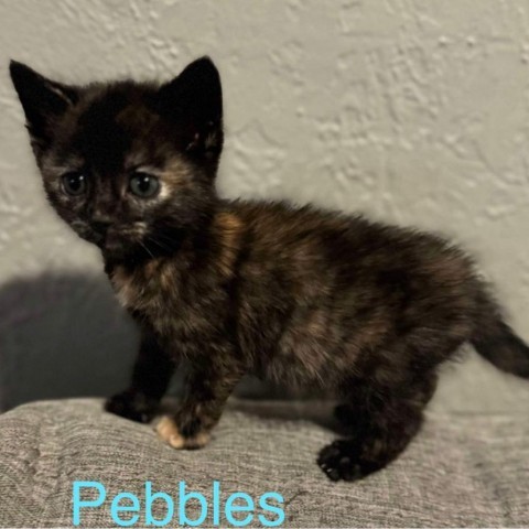 Pebbles