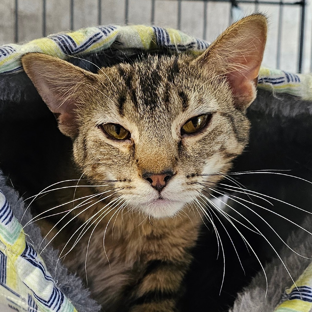 Ice, an adoptable Domestic Short Hair in Grinnell, IA, 50112 | Photo Image 1