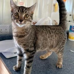 Ice, an adoptable Domestic Short Hair in Grinnell, IA, 50112 | Photo Image 2