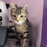 Ice, an adoptable Domestic Short Hair in Grinnell, IA, 50112 | Photo Image 3