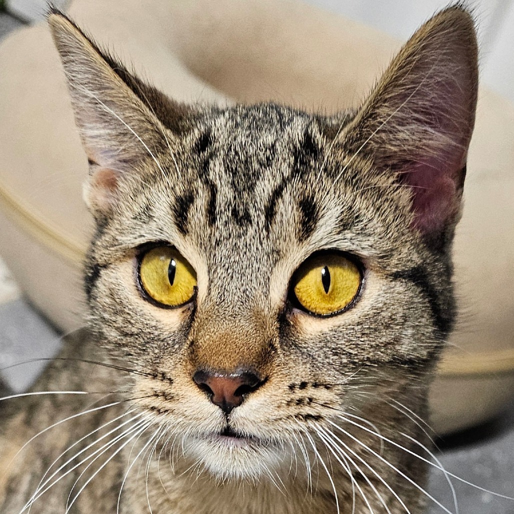 Ice, an adoptable Domestic Short Hair in Grinnell, IA, 50112 | Photo Image 4