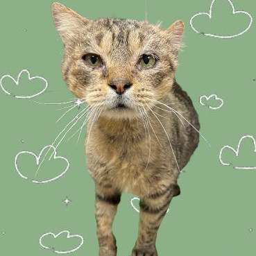 Tevye, an adoptable Domestic Short Hair in Tuscaloosa, AL, 35401 | Photo Image 1