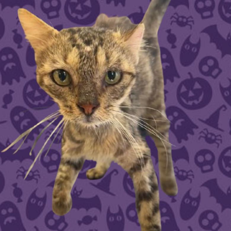 Tevye, an adoptable Domestic Short Hair in Tuscaloosa, AL, 35401 | Photo Image 2