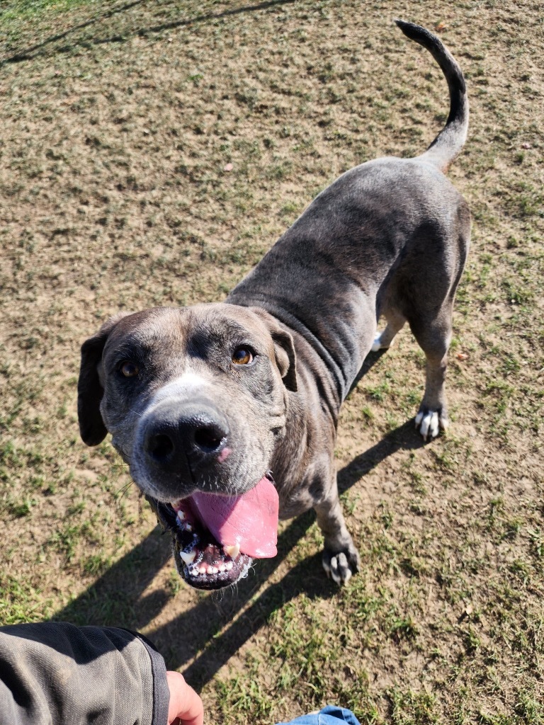 Snowden, an adoptable Bullmastiff, American Staffordshire Terrier in Wabash, IN, 46992 | Photo Image 1