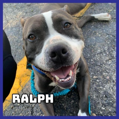 Ralph, an adoptable American Staffordshire Terrier in Glenwood, MN, 56334 | Photo Image 1