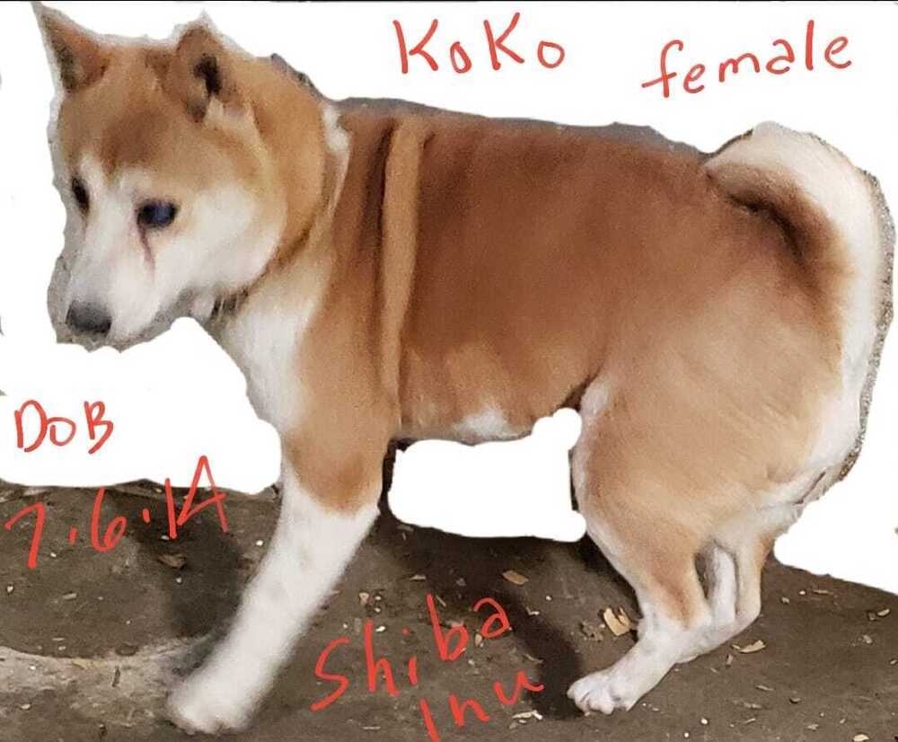 KoKo