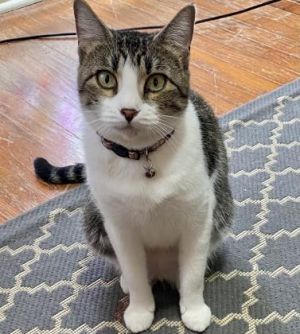 Puddles 2yr+, Adult Female Domestic Short Hair