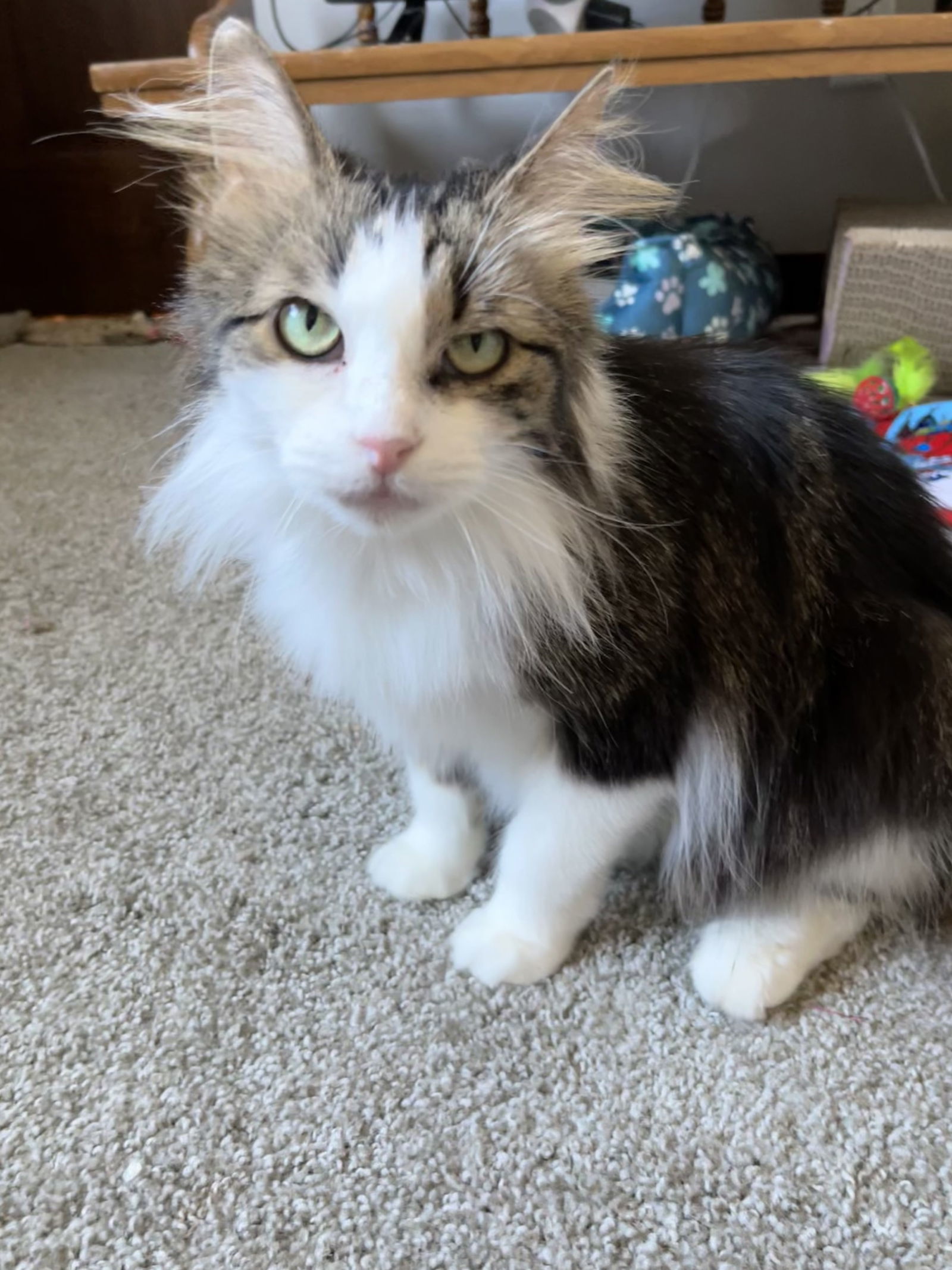 Elmyra, an adoptable Domestic Medium Hair in Forest Lake, MN, 55025 | Photo Image 1
