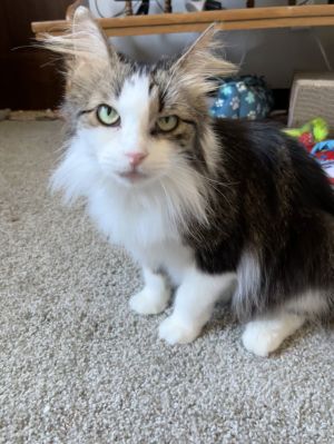 Elmyra, Young Female Domestic Medium Hair