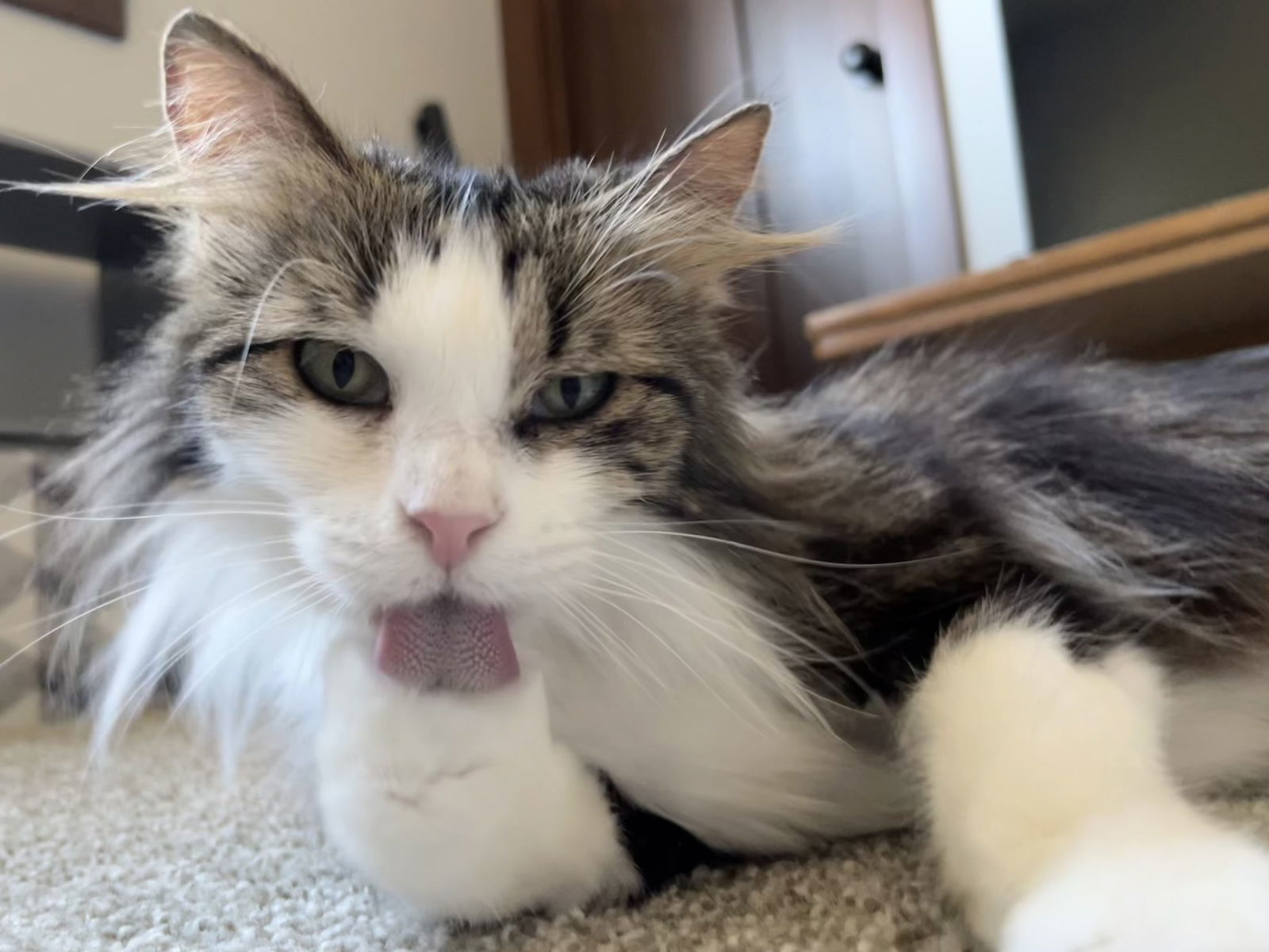 Elmyra, an adoptable Domestic Medium Hair in Forest Lake, MN, 55025 | Photo Image 2