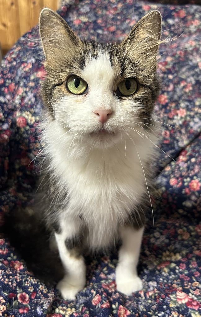 Elmyra, an adoptable Domestic Medium Hair in Forest Lake, MN, 55025 | Photo Image 3