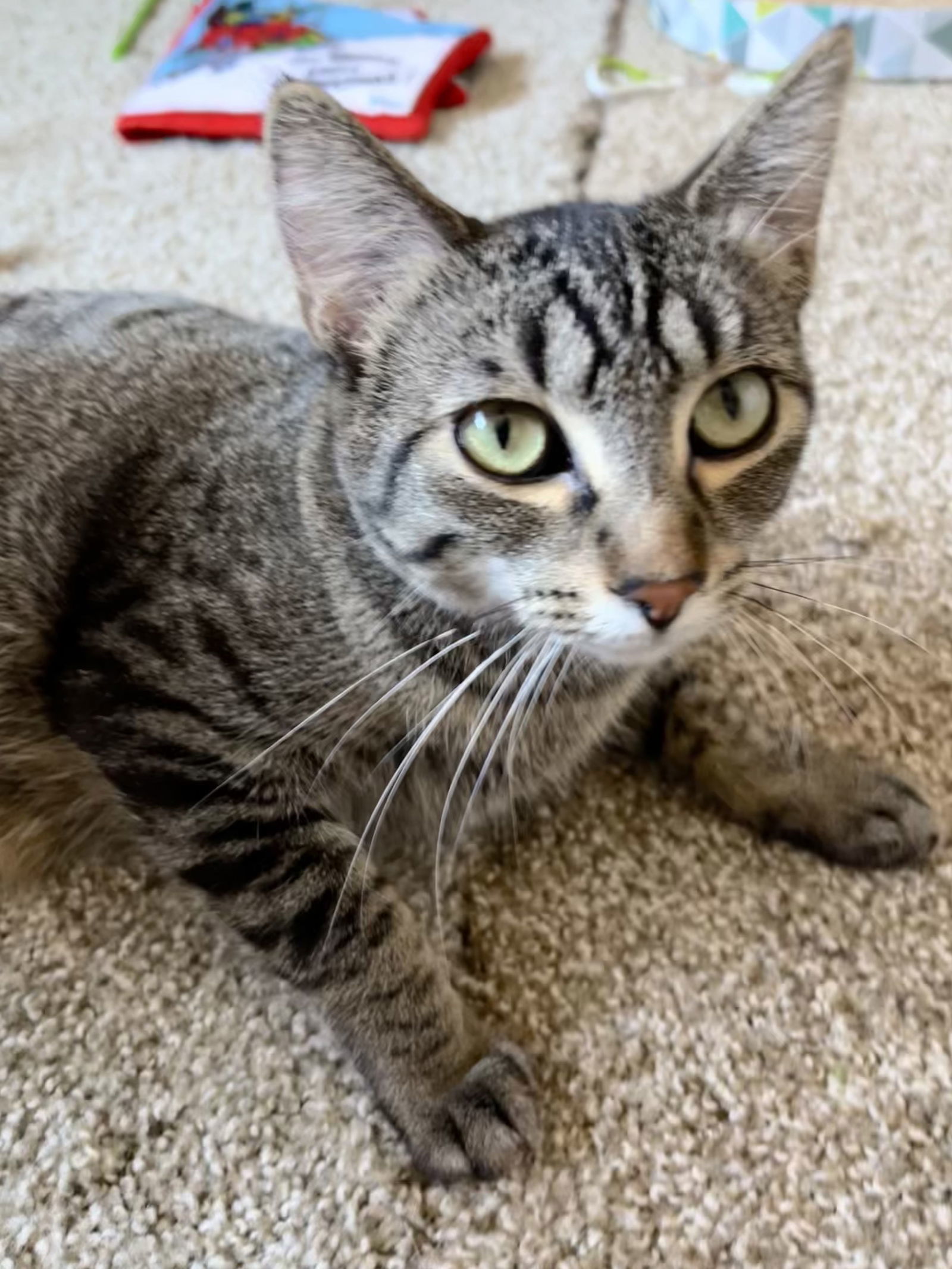 Sweetie, an adoptable Domestic Short Hair in Forest Lake, MN, 55025 | Photo Image 1