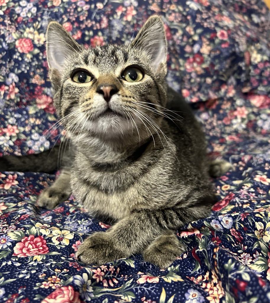 Sweetie, an adoptable Domestic Short Hair in Forest Lake, MN, 55025 | Photo Image 2