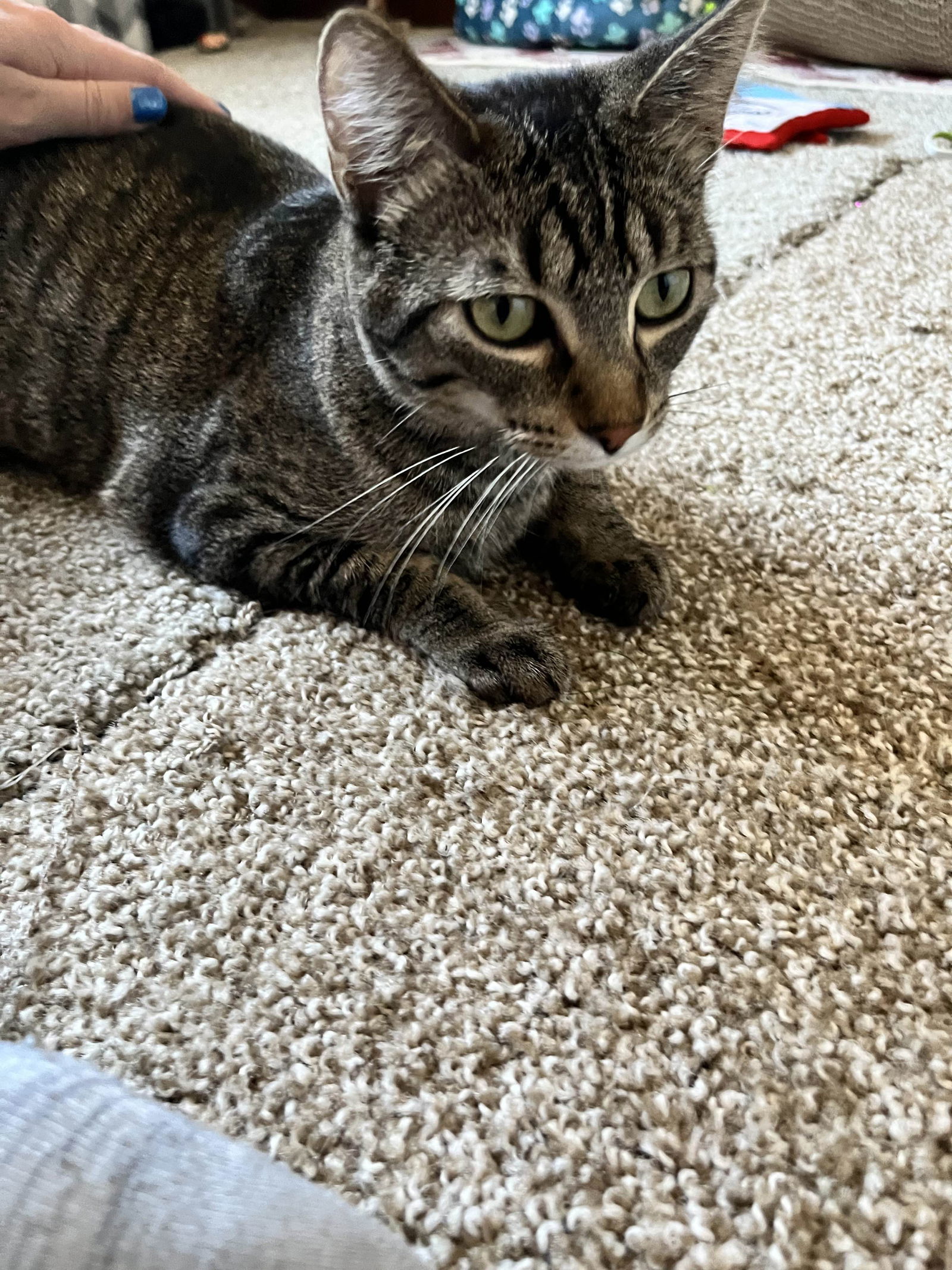 Sweetie, an adoptable Domestic Short Hair in Forest Lake, MN, 55025 | Photo Image 3