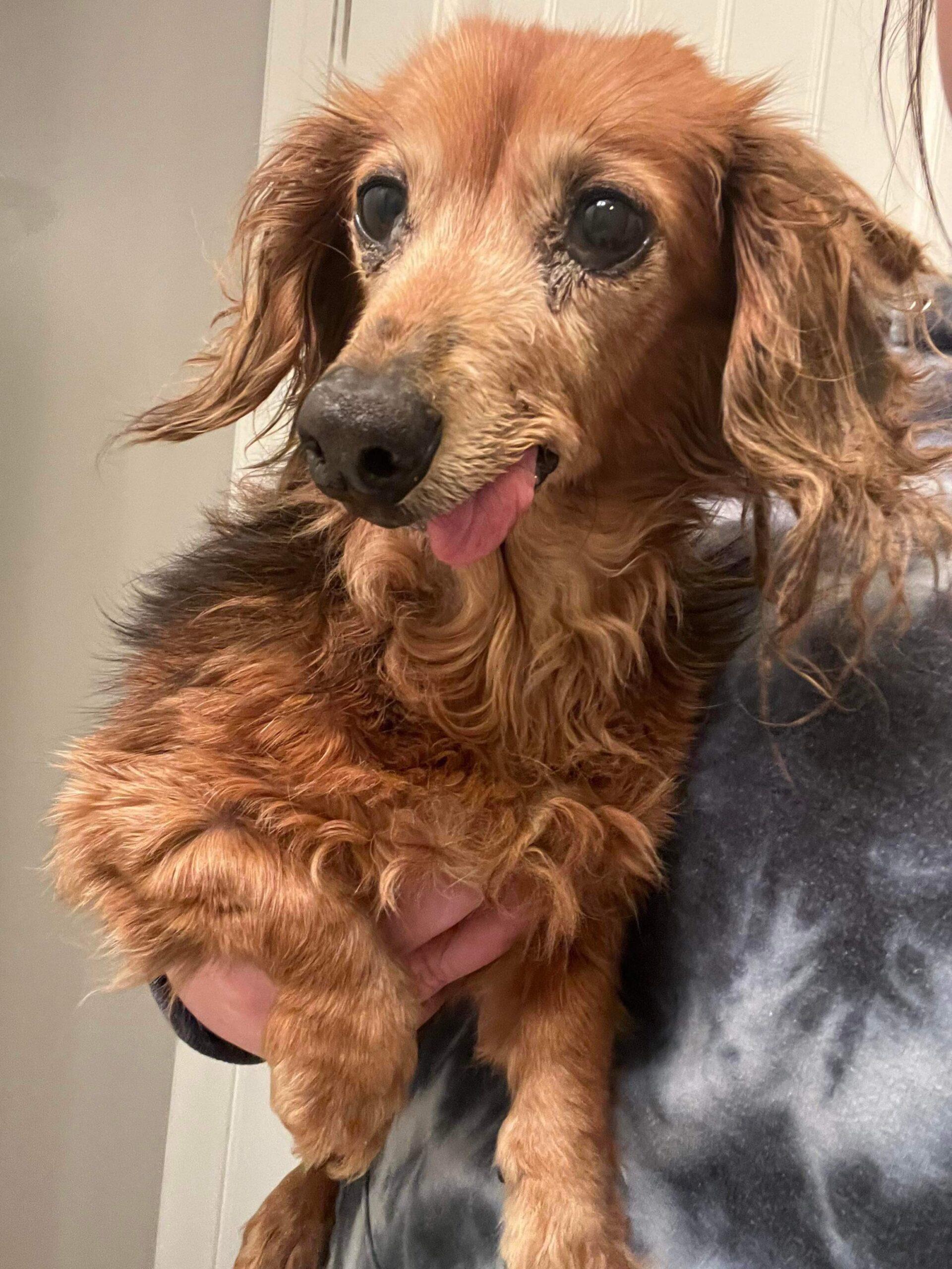 Wren (Odie Mae)