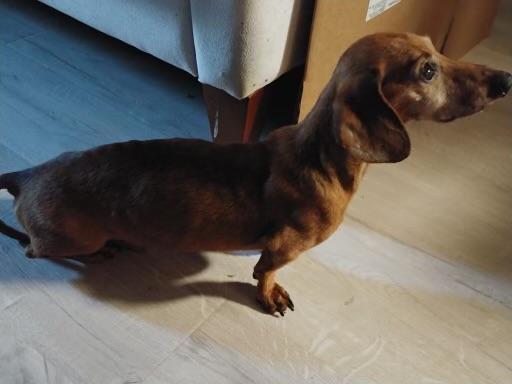 Herman