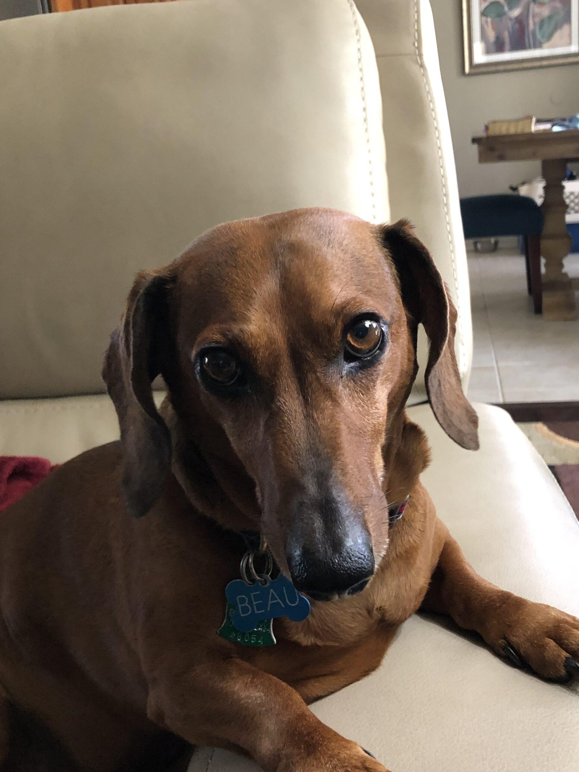 Beau