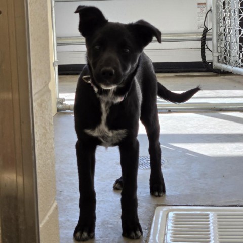 Sophie, an adoptable Black Labrador Retriever, Mixed Breed in Cody, WY, 82414 | Photo Image 1