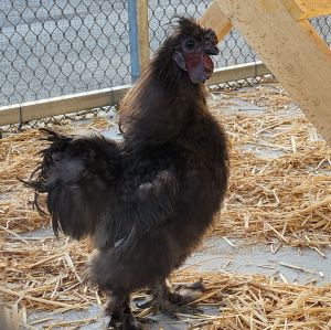 Hey my names Ricky Im an adult male Silkie rooster looking for my forever flock I would love to