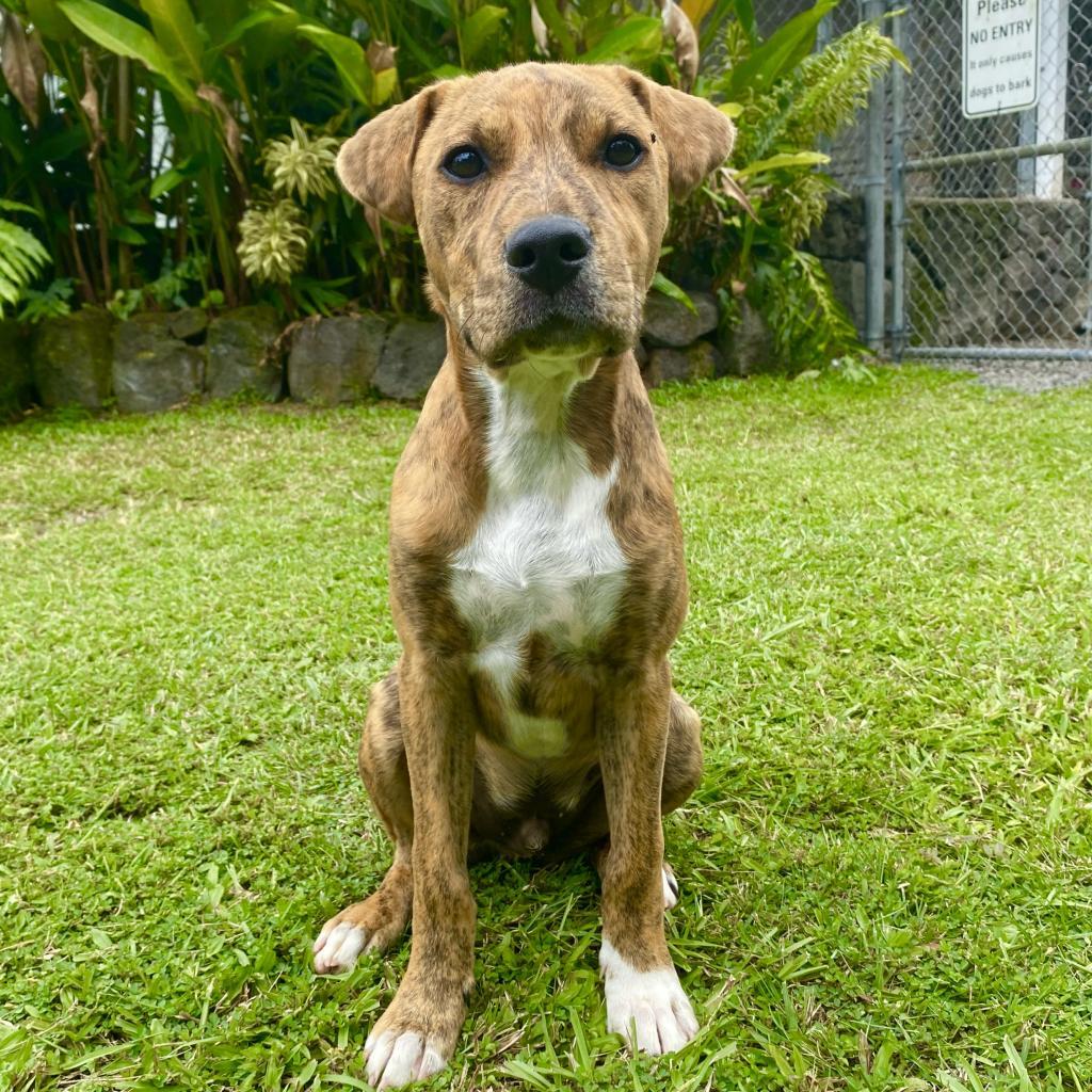 Famous Singers: Marley, an adoptable Mixed Breed in Keaau, HI, 96749 | Photo Image 1