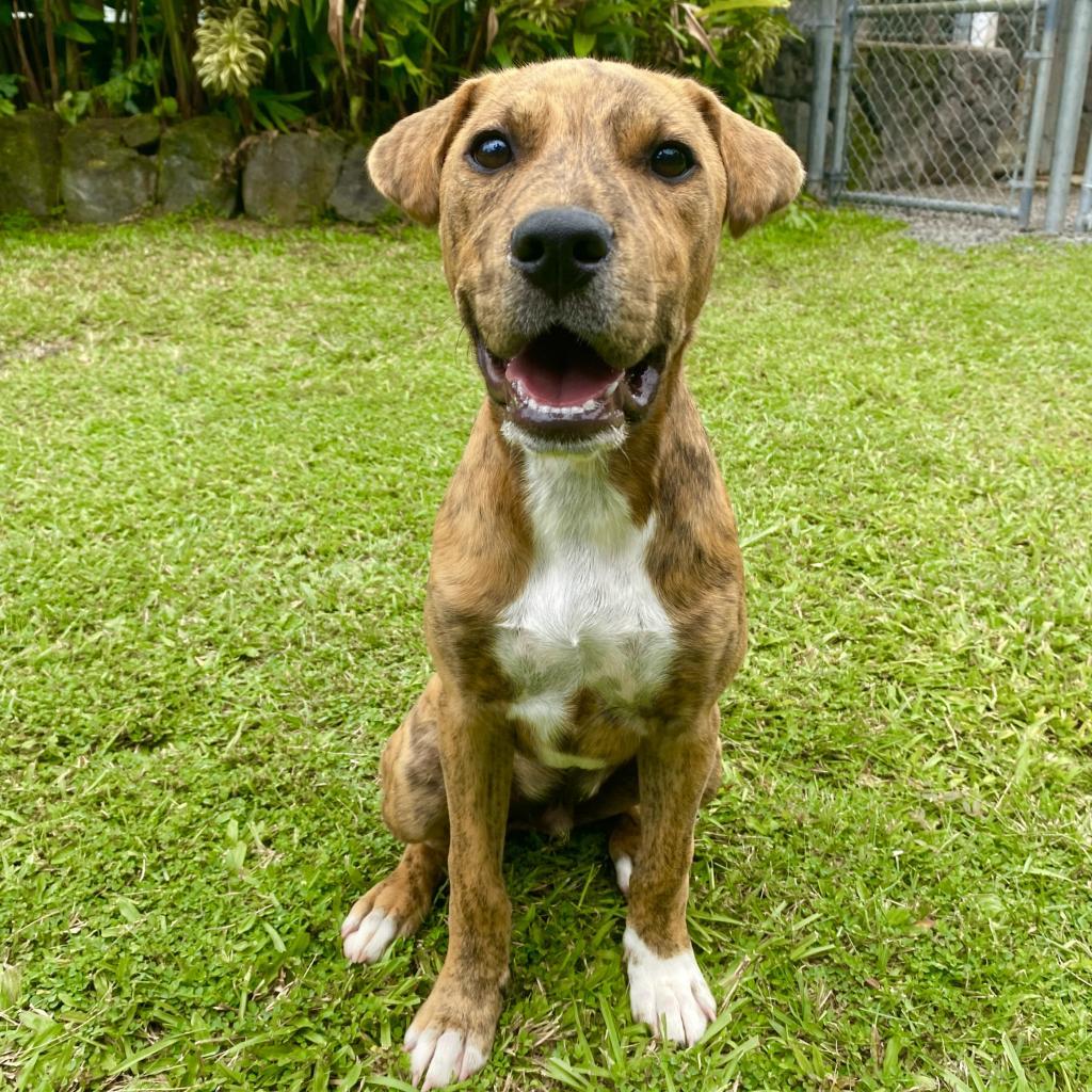 Famous Singers: Marley, an adoptable Mixed Breed in Keaau, HI, 96749 | Photo Image 4