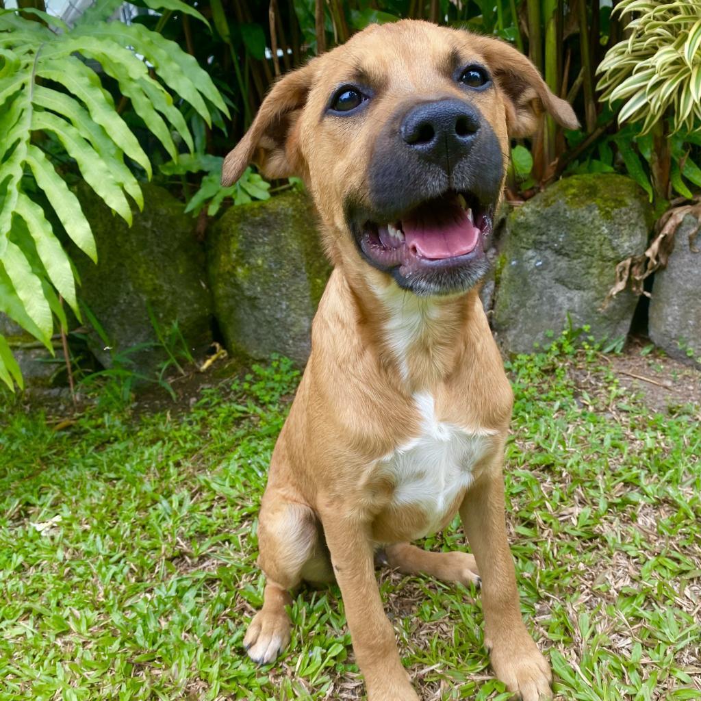 Famous Singers: Redding, an adoptable Mixed Breed in Keaau, HI, 96749 | Photo Image 1